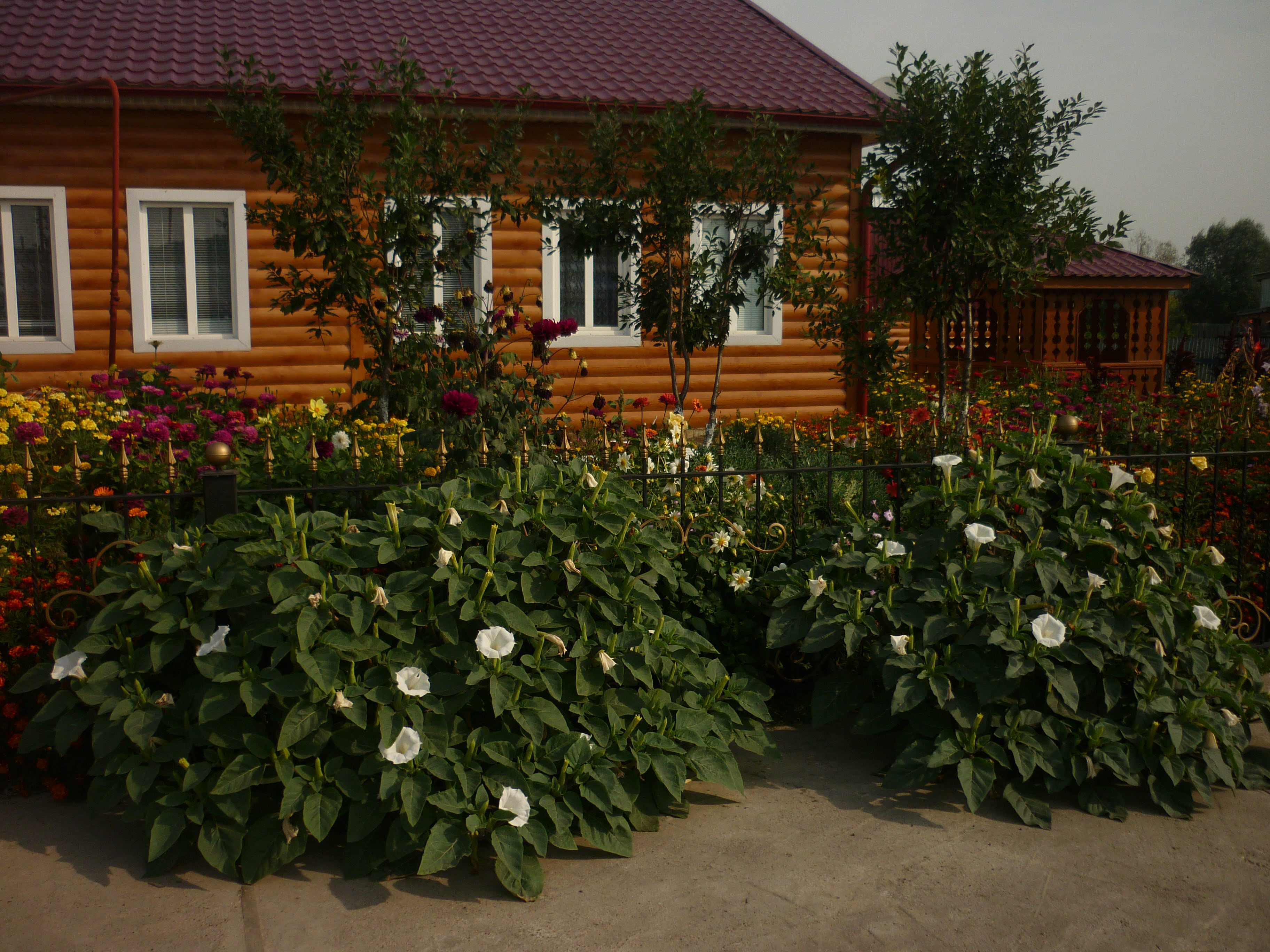 28.08.2015г. Лучшее ЛПХ-цветочное оформление Исламова Сайдаша Рифкатовича  село Сорок-Сайдак улица Полевая дом 54