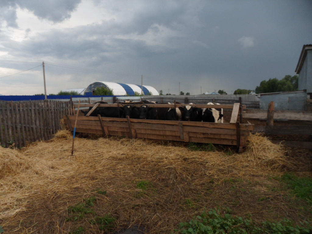 05.08.2013 Фермерское хозяйства КФХ ферма овец